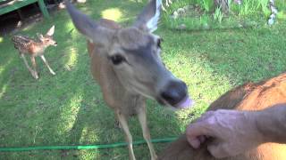 Heart Massage for Wild Deer in the Yard [upl. by Somerville]