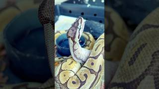 What domestic snake eat kerala india snake food pets real info shots nizamvlogs top [upl. by Fleming611]