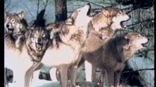 WOLF KILLYUKON 1994mp4 [upl. by Hilliard638]