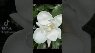 Magnolia grandiflora [upl. by Ahsaetal]