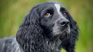 Gundog Training  Training Never Stops [upl. by Kleon]