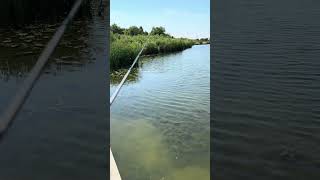 Sawgrass Rods with Shimano Curado DC Reel shimano sawgrassrods frogfishing bassfishing [upl. by Jeunesse]