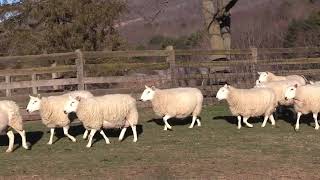 North Country Cheviot Sheep Attributes Why We Like Them [upl. by Llerod]