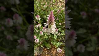 Pollinators of Celosia argentea  medicinal Odisha wild [upl. by Htez691]