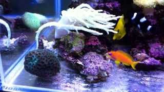 nano reef vortech mp10 sps lps soft coral [upl. by Notgnilliw879]