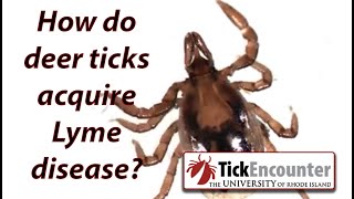 How do deer ticks become infected with lyme disease [upl. by Nivlen]