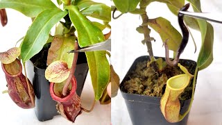 Feeding my Nepenthes an Earthworm 🐛 nepenthesplant pitcherplants carnivorousplants nepenthes [upl. by Langdon]