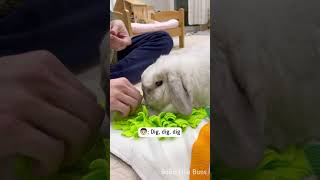 My bunny learned a new word  Bunny trick 💡🐰 [upl. by Poland]