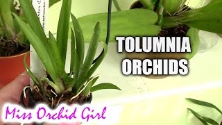 Tolumnia orchids  basic care tips [upl. by Enneles379]