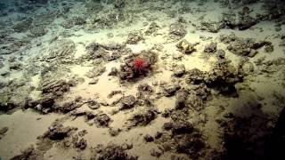 Coral and Associates of the Deep Ocean Seamounts  Nautilus Live [upl. by Marsden12]