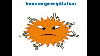 Immunoprecipitation and CoImmunoprecipitation [upl. by Thorsten]