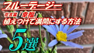 【花】ブルーデージーの育て方・植え付け [upl. by Torosian243]