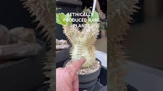 Seedgrown Pachypodium collection at intercityshow2023 [upl. by Duax]