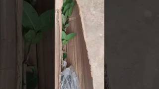 Hybrid guava plant from meesho unboxing amp planting in pot [upl. by Tiphany]