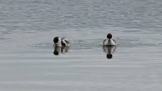 Shelduck [upl. by Jelle]