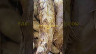 TogiSago ilocano dialectDioscorea hispidayam tubersarrowroot [upl. by Atimad]