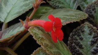 Ấm kiếm Episcia cupreata [upl. by Nolahp]