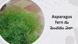 Asparagus fern ను పెంచే విధానంeasy tips to grow asparagus fern [upl. by Donovan710]