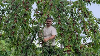 HARVESTING HUGE OXHEART CHERRY IN THE VILLAGE RELAXING VILLAGE LIFE COOKING CHERRY JAM AND COMPOTE [upl. by Kafka]