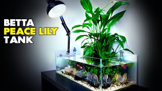 Aquascape Tutorial Peace Lily Betta Fish Aquarium How To Step By Step Planted Tank Guide [upl. by Ynney]