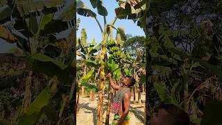 Funny banana 🍌 part 71 shorts viral banana satisfying shortsviral farming bananacutting [upl. by Anastasia607]