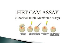 HET CAM assay Chorioallantoic Membrane assay 🔬 [upl. by Byrdie122]