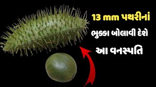 13 mm પથરીનાં ભુક્કા બોલાવી દેશે આ વનસ્પતિ  kidney stone treatment [upl. by Katharyn416]