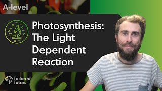 Photosynthesis The Light Dependent Reaction  A Level Biology Revision  AQA [upl. by Leonidas923]