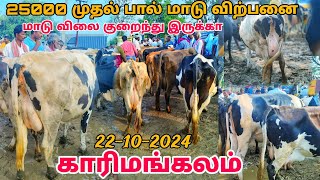 22102024 karimangalam cow market Biggest HF cow Jersey cow market Dharmapuri district [upl. by Laird229]