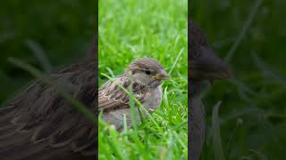 New Holland nature shots in SaintPetersburg nature birds sonycamera [upl. by Eddina]