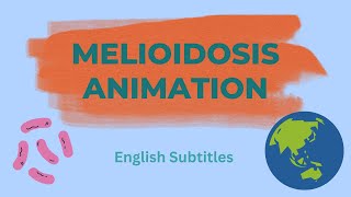 Melioidosis Animation without Diabetes English Subtitles [upl. by Neidhardt]