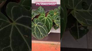 Anthurium Cristalinium Miniature Available for ₹360anthuriumplantsZahar Gardens [upl. by Samau59]