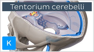 Tentorium cerebelli  Anatomy Location Function  Human Anatomy  Kenhub [upl. by Anat]