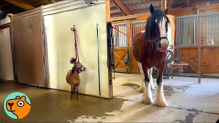 Tiny Goofy Horse Steals Spotlight With Daily Antics  Cuddle Buddies [upl. by Lyckman]