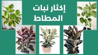 إكثار نبات المطاط الفيكس Ficus elastica altissima and tricolor propagation [upl. by Orose]