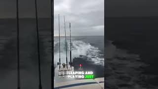 Killer Whales Stalk Fishermans Boat [upl. by Ihp]