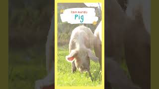 Pig Sounds for Kids Farm Animal Sounds amp Noises 🎶🌾🐷 [upl. by Aicilaana]