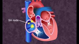 How your heart works  Cardiac Cycle [upl. by Corney]