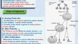 4 General Embryology OOGENESIS [upl. by Martynne836]