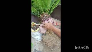 cycas ke ped ki reportingacchi growth ke liye [upl. by Elly282]