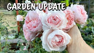 Rose Garden Update David Austin Roses amp Weeks Roses [upl. by Beaulieu]