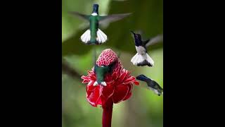 Los colibríes maravillosos 🤩 virals viralvideo [upl. by Yeo299]