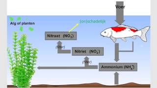 De Stikstofkringloop [upl. by Yotal570]