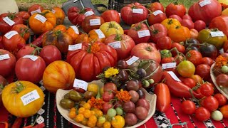 Nam vazut atatea soiuri in viata mea🍅🍅soiuriderosii semintecusuflet sibiu gradinabiolegumix [upl. by Onitnevuj991]