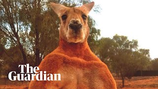 Remembering Roger the ripped kangaroo [upl. by Varin]