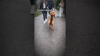 The Labredoobles breeds Best Dogs breeds pet caring Animal dogbreedslabredoodles bordoodle [upl. by Enrique]