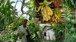 Increible como se Pierde las Frutas en este campo La vida del Campo [upl. by Alvita]