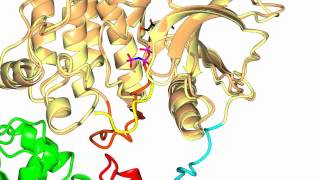 Focal Adhesion Kinase FAK [upl. by Cassandry]