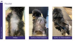 Boghi volpino di Pomerania con Alopecia X [upl. by Truelove]