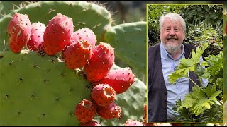 FIGUIER DE BARBARIE CACTUS INVASIF MAIS UTILE MENACÉ PAR LA COCHENILLE… Le Quotidien du Jardin N°251 [upl. by Madi]